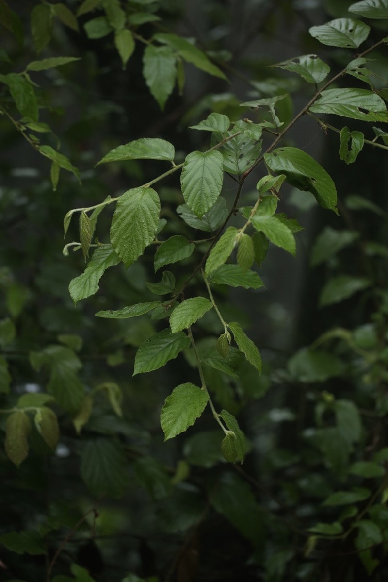 Rubus assamensis photo 2
