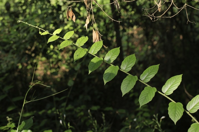 Rubus assamensis photo 3