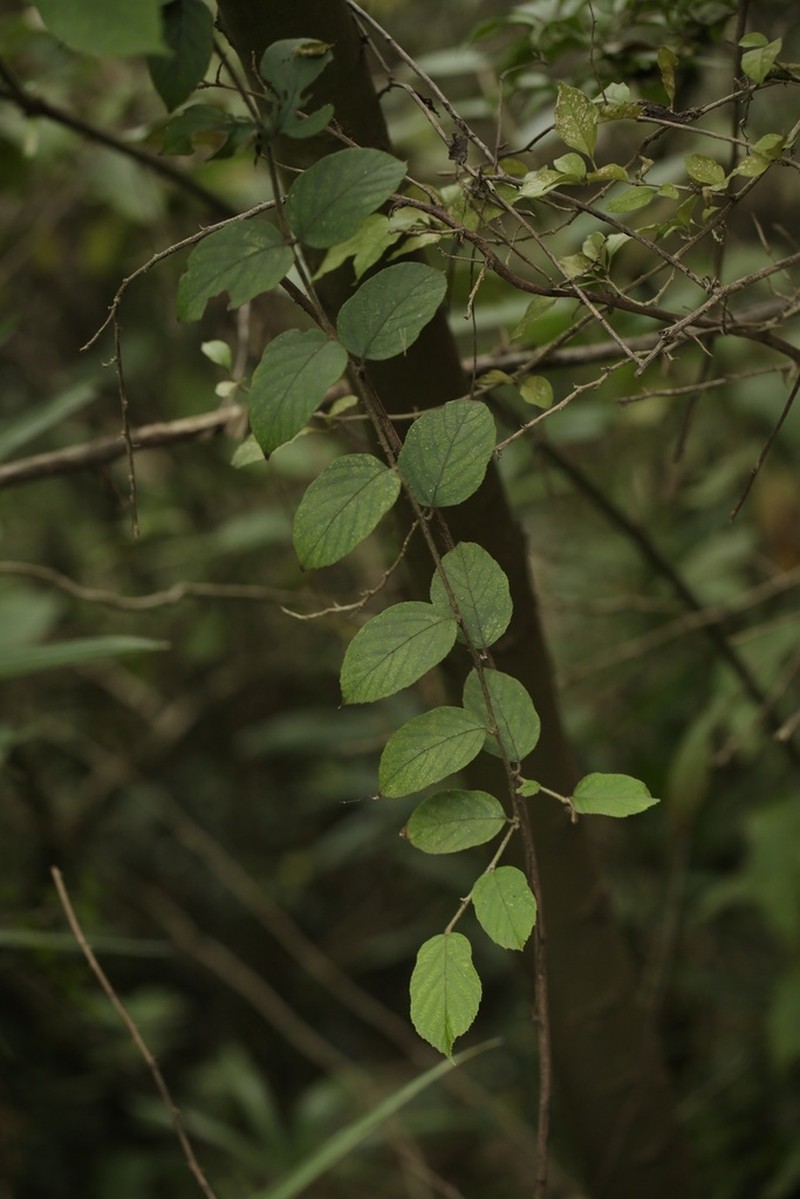 Rubus assamensis photo 4
