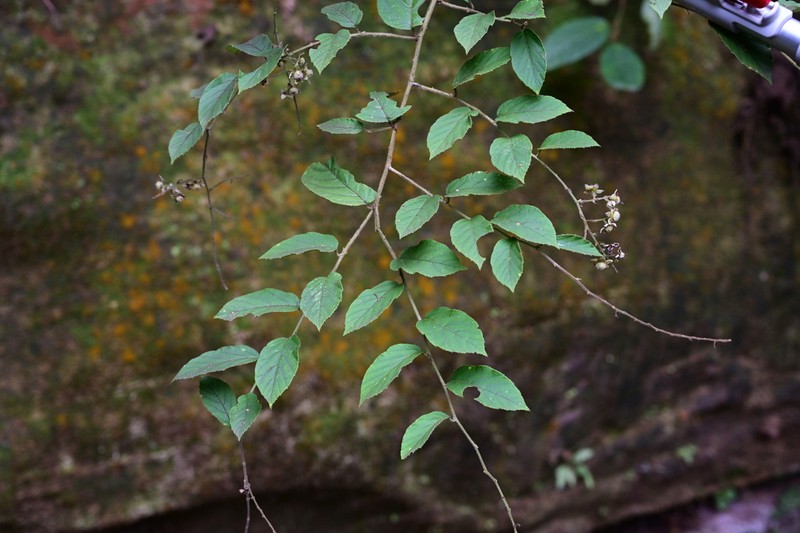 Rubus assamensis photo 5