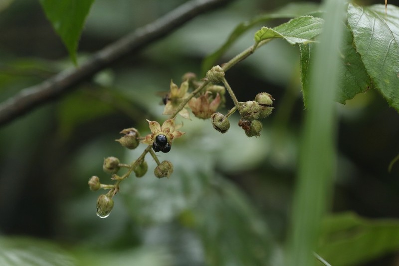 Rubus assamensis photo 6