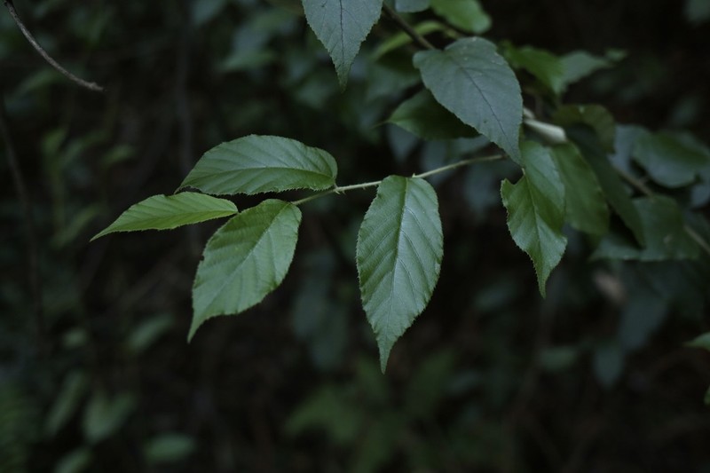 Rubus assamensis photo 7