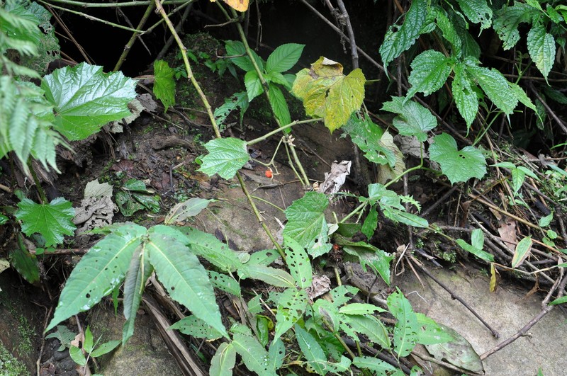 Rubus assamensis photo 8
