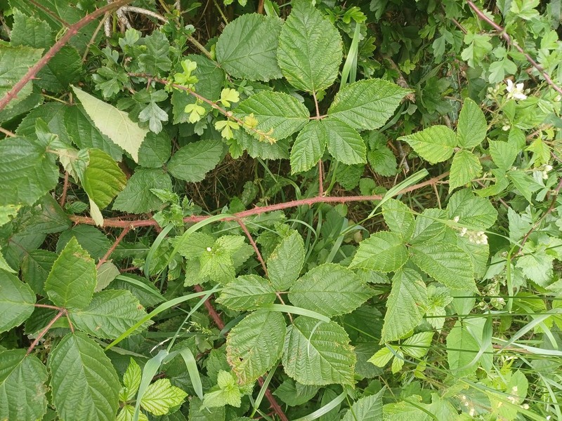 Rubus atrebatum