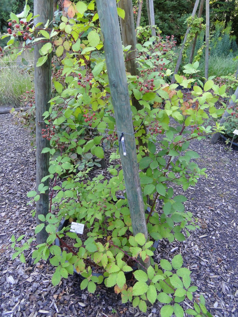 Rubus atrovinosus