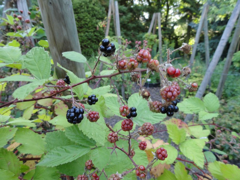 Rubus atrovinosus photo 2