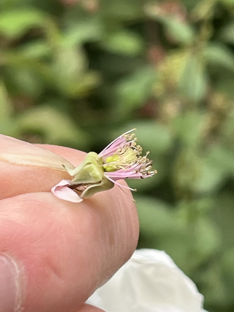 Rubus atrovirens