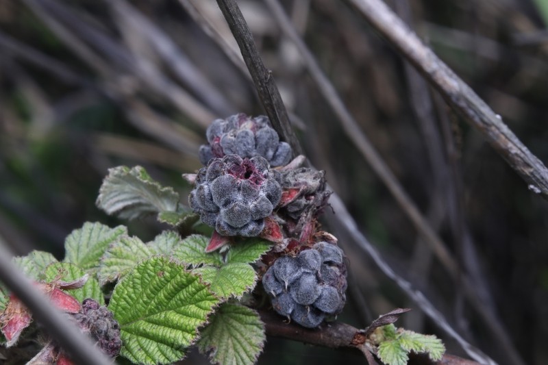 Rubus aurantiacus