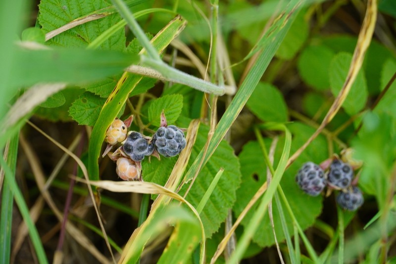 Rubus aurantiacus photo 2