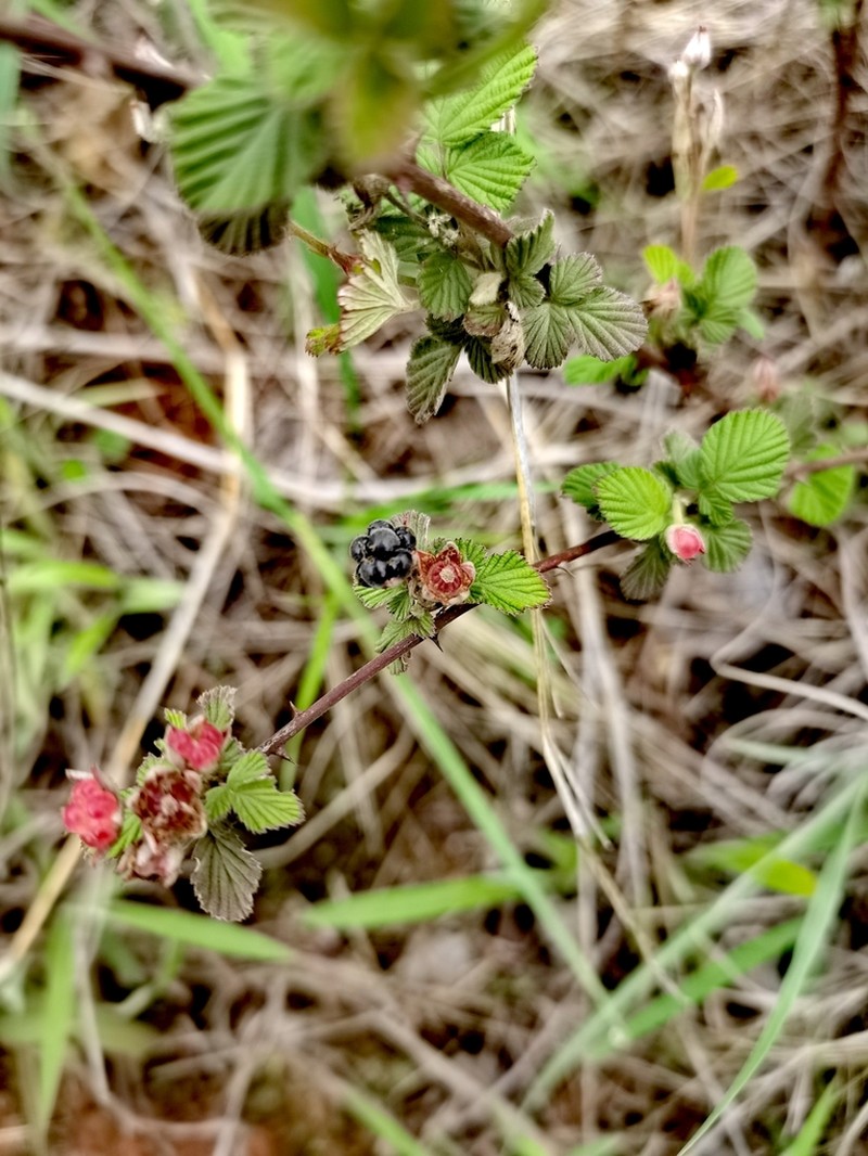 Rubus aurantiacus photo 3