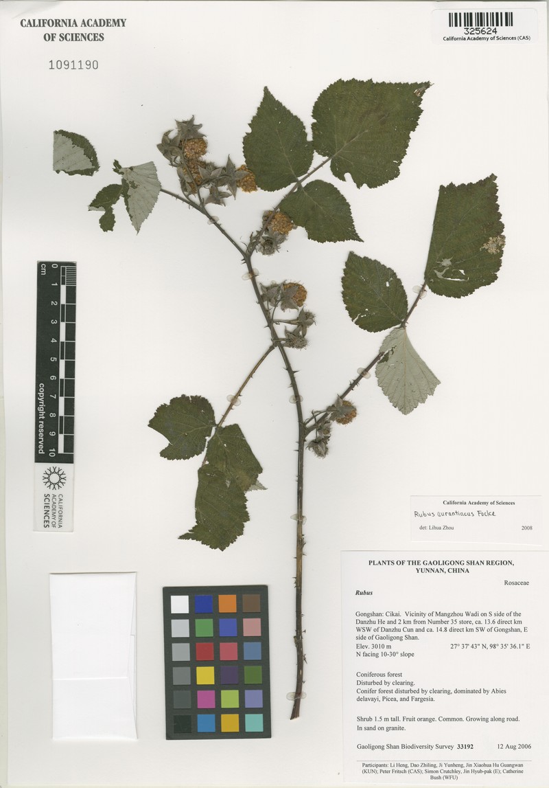 Rubus aurantiacus photo 4