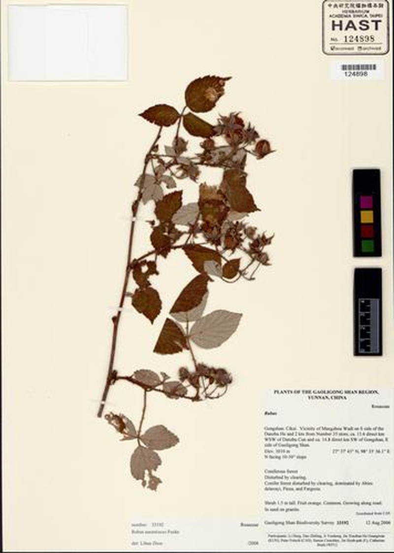Rubus aurantiacus photo 5