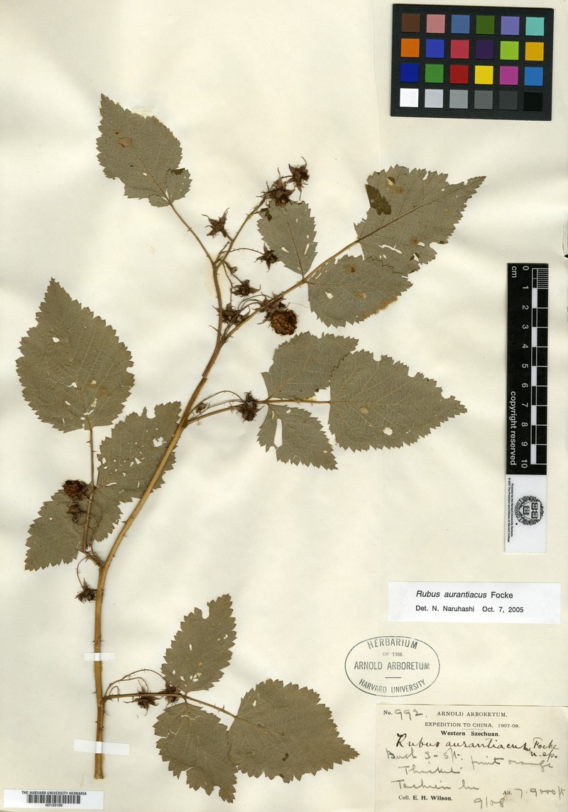 Rubus aurantiacus photo 6