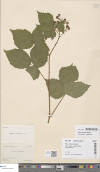Rubus aureolus