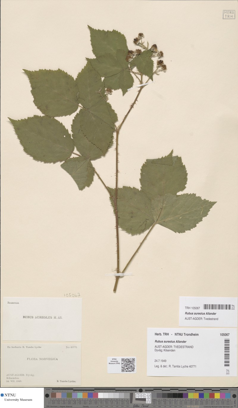 Rubus aureolus