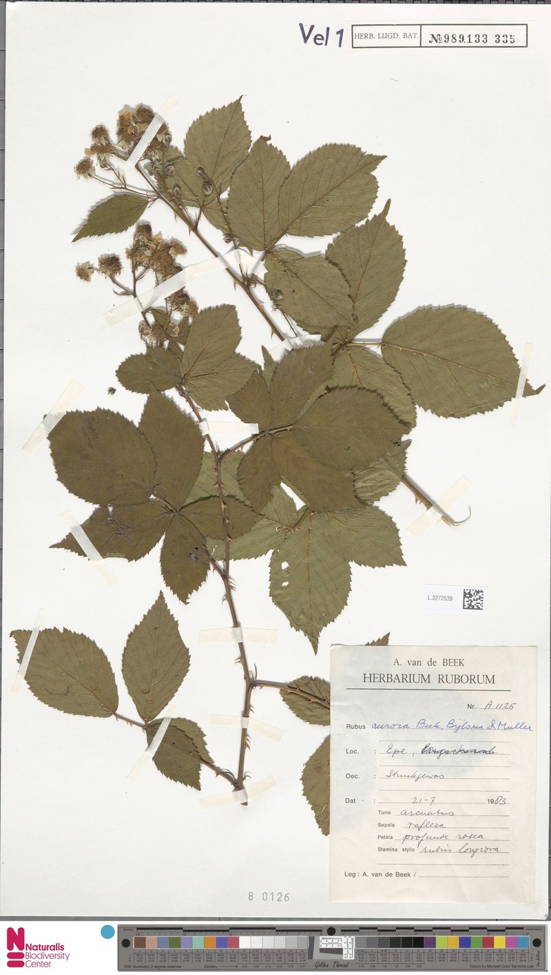 Rubus aurora