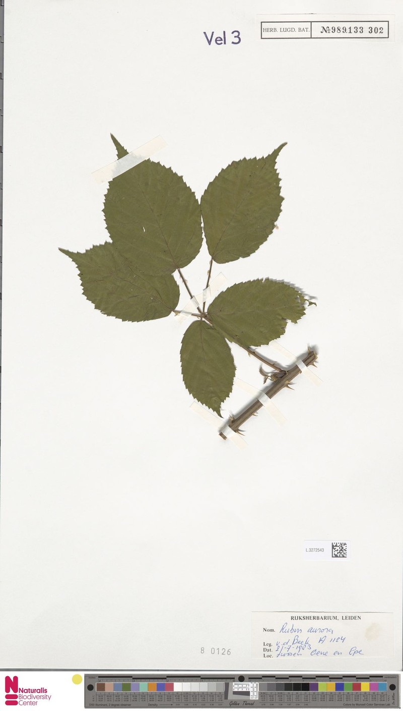 Rubus aurora photo 2