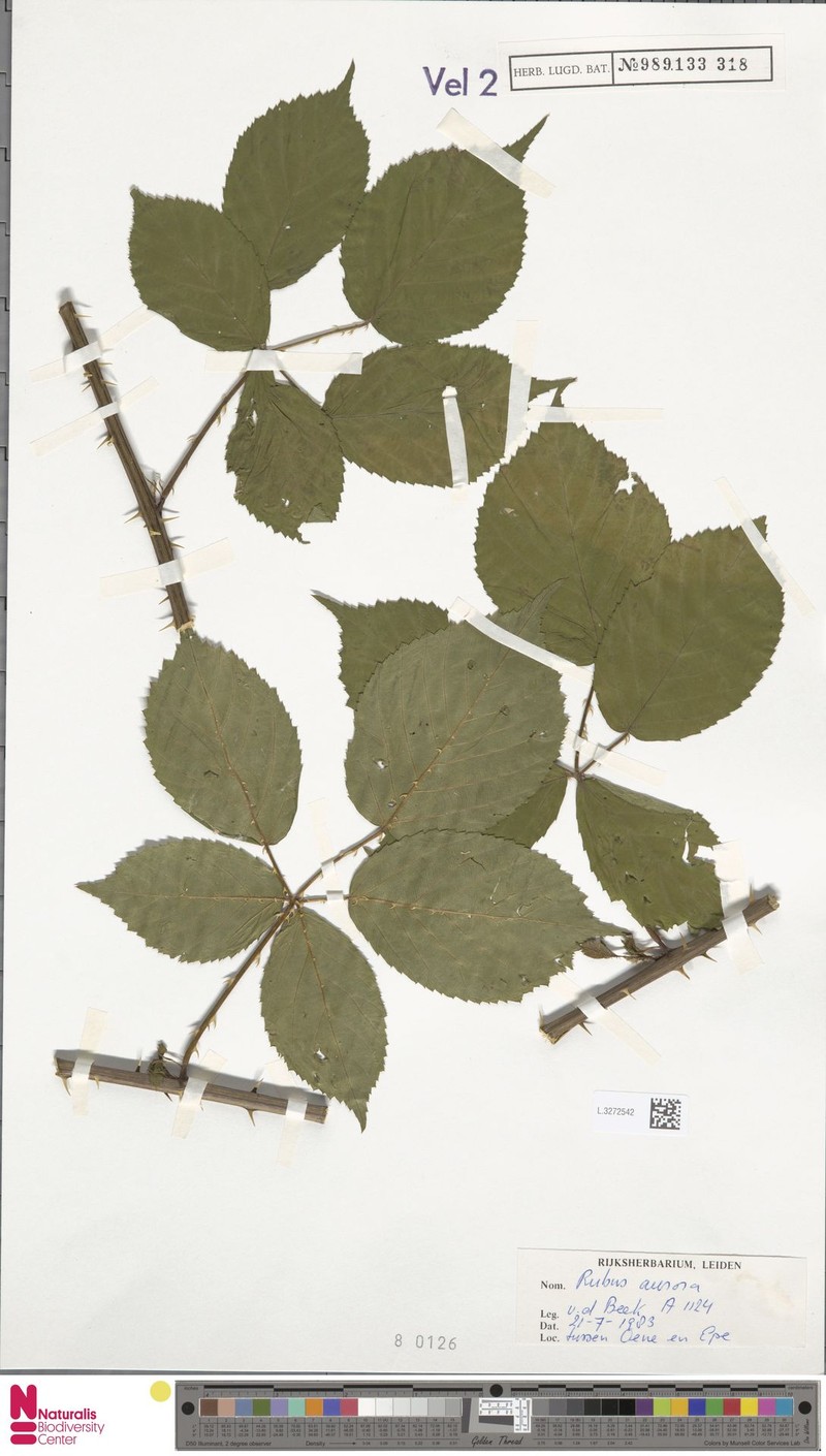 Rubus aurora photo 3