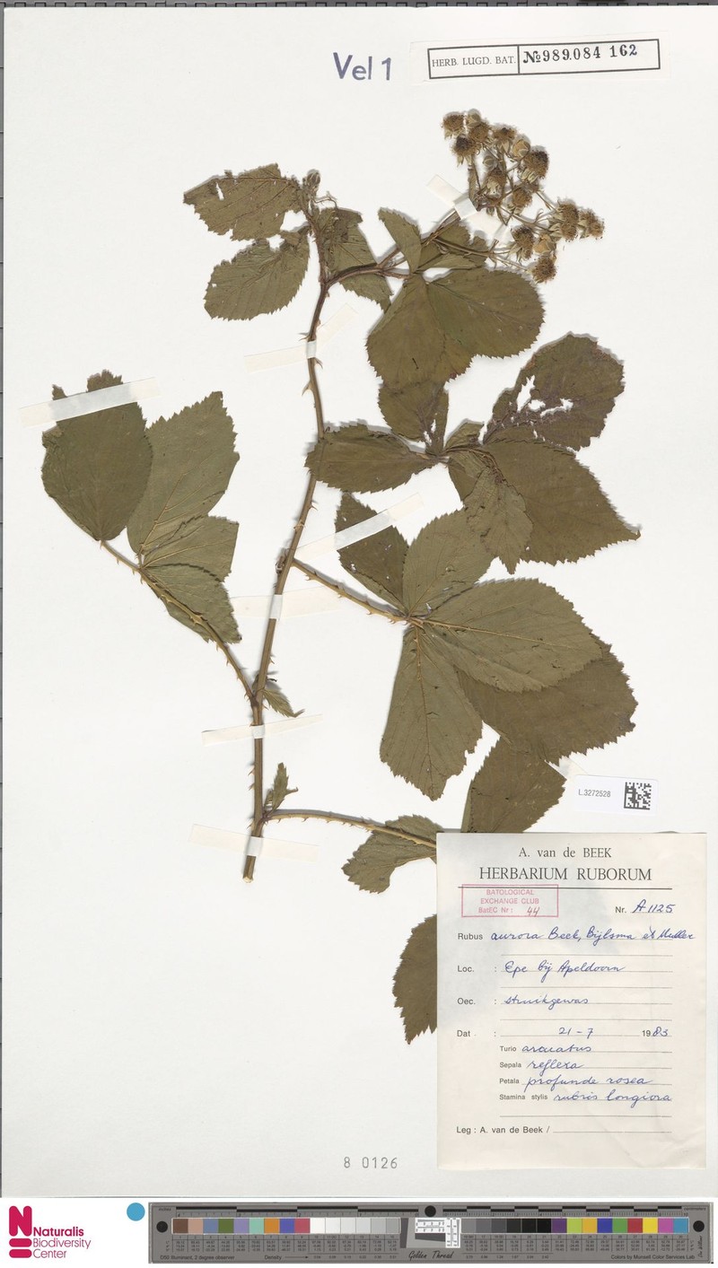 Rubus aurora photo 4