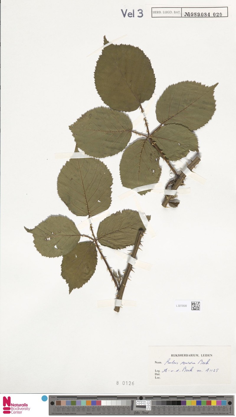 Rubus aurora photo 7