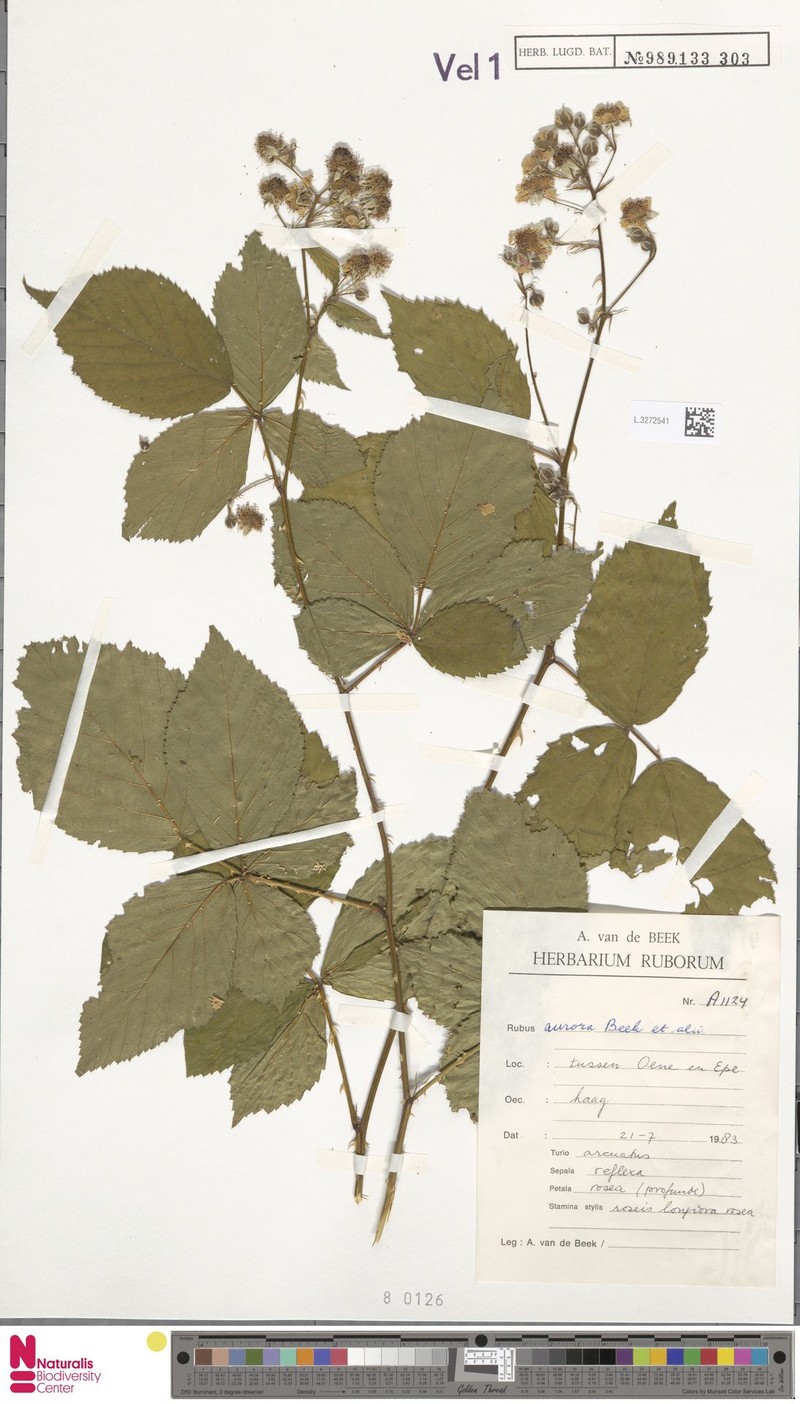 Rubus aurora photo 8