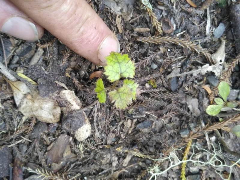 Rubus australis photo 2