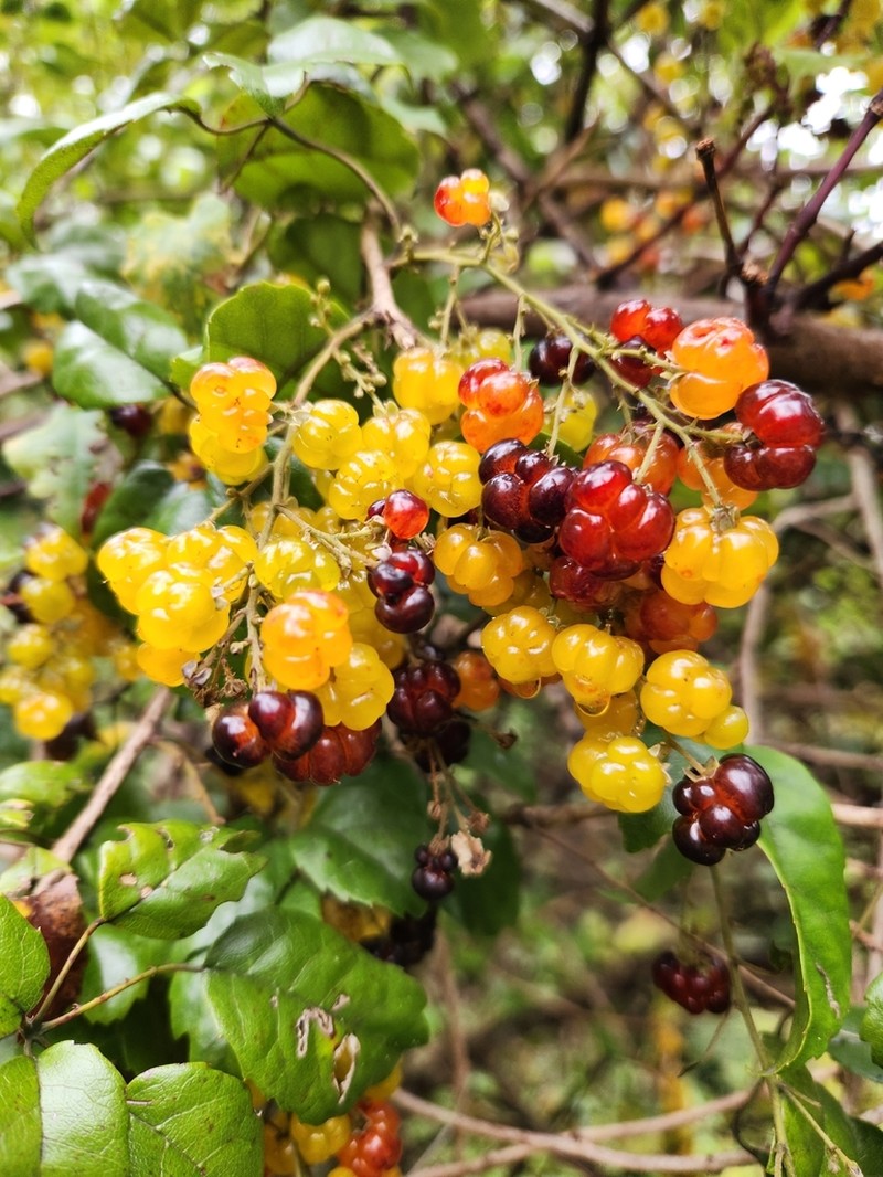 Rubus australis photo 3