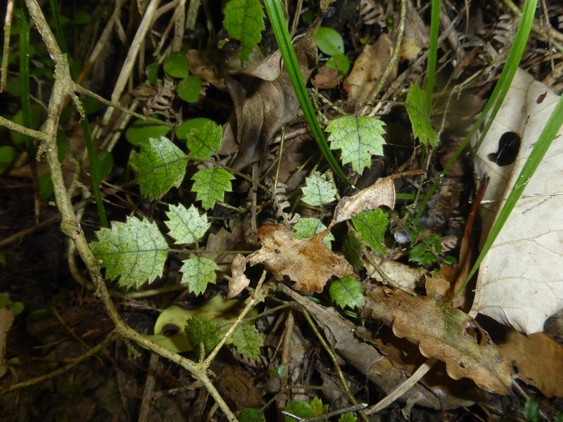 Rubus australis photo 4