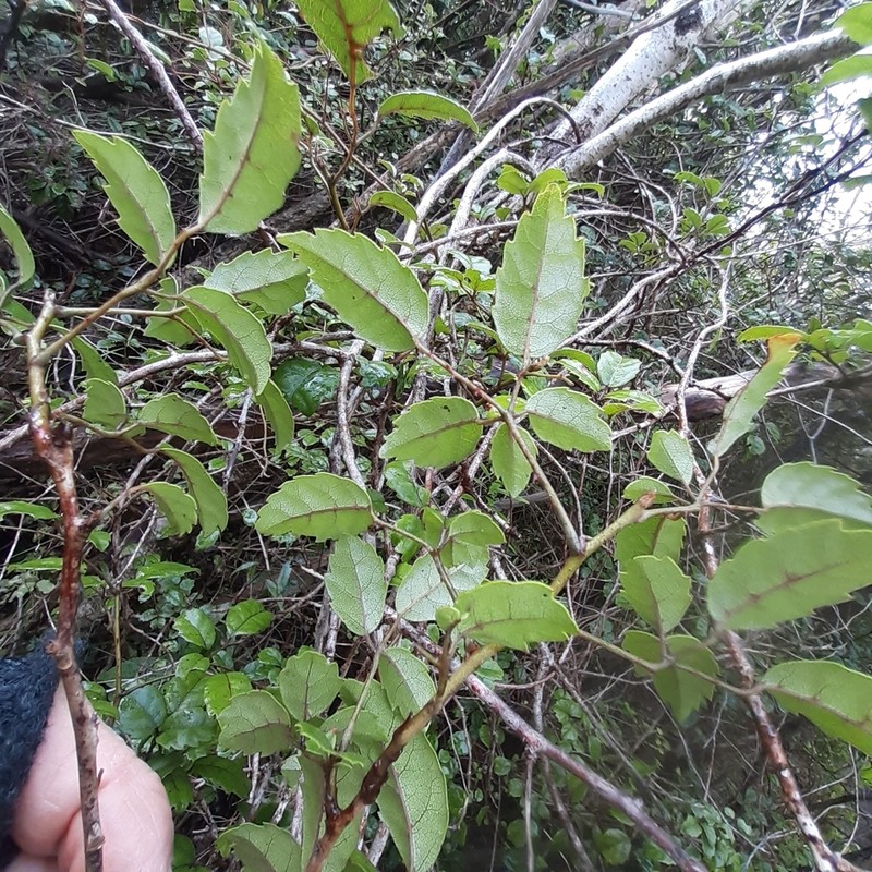 Rubus australis photo 5