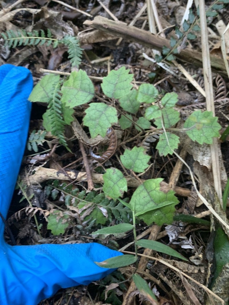 Rubus australis photo 6