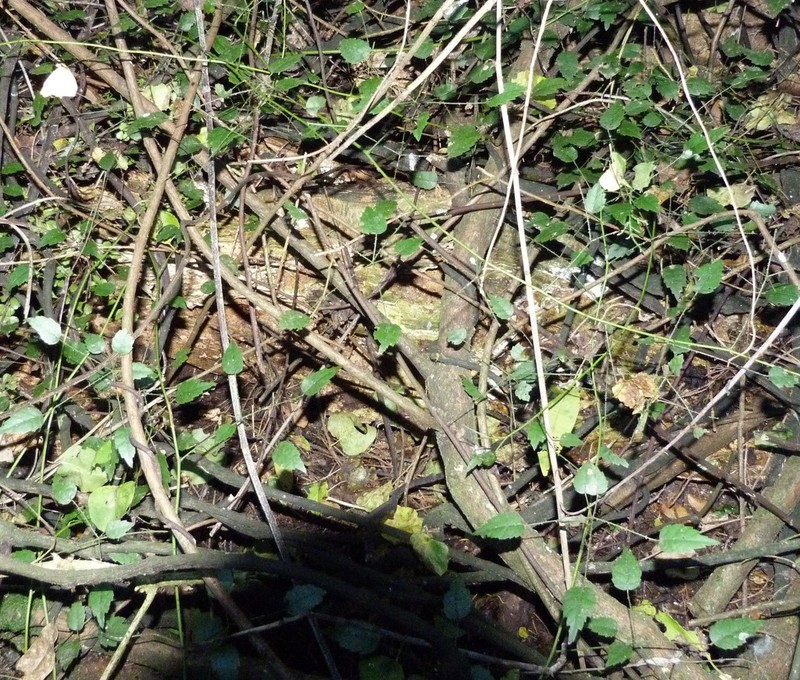 Rubus australis photo 7