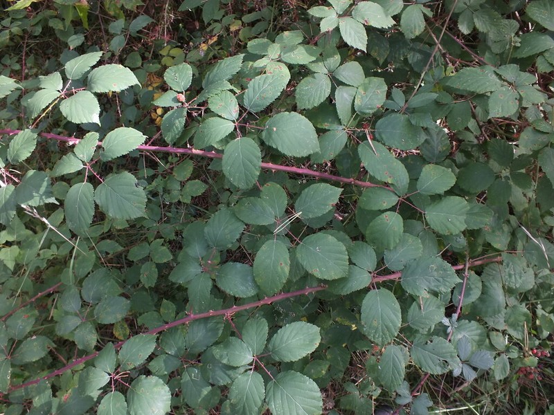 Rubus austromoravicus