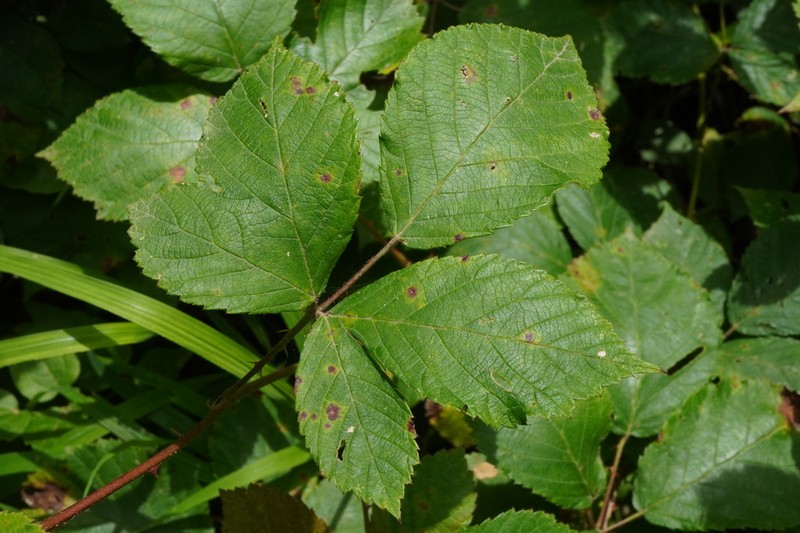 Rubus austromoravicus photo 2