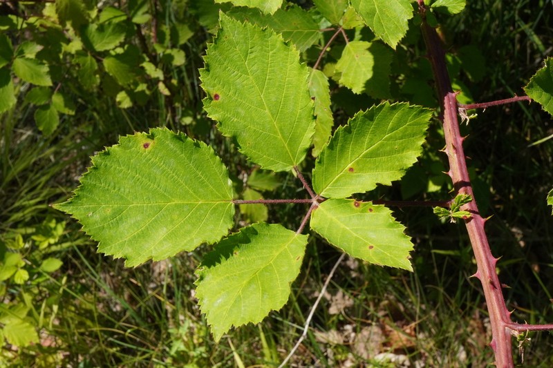 Rubus austromoravicus photo 3
