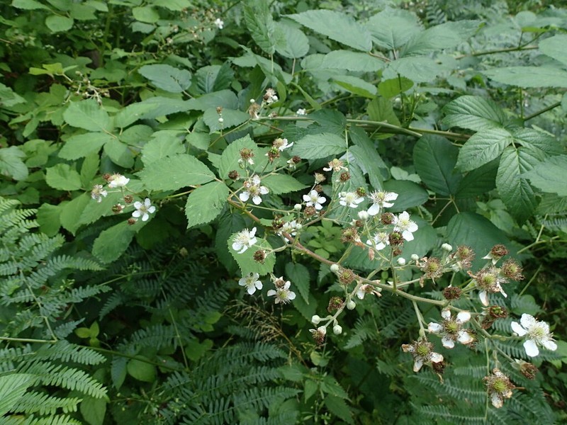 Rubus austroslovacus