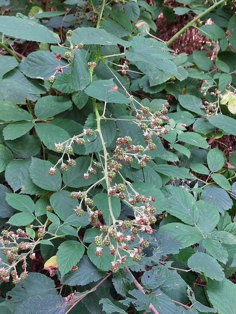 Rubus austroslovacus photo 2