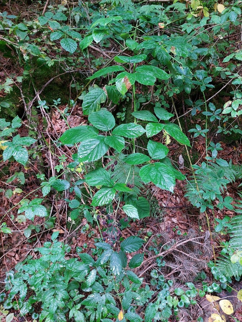 Rubus austroslovacus photo 3