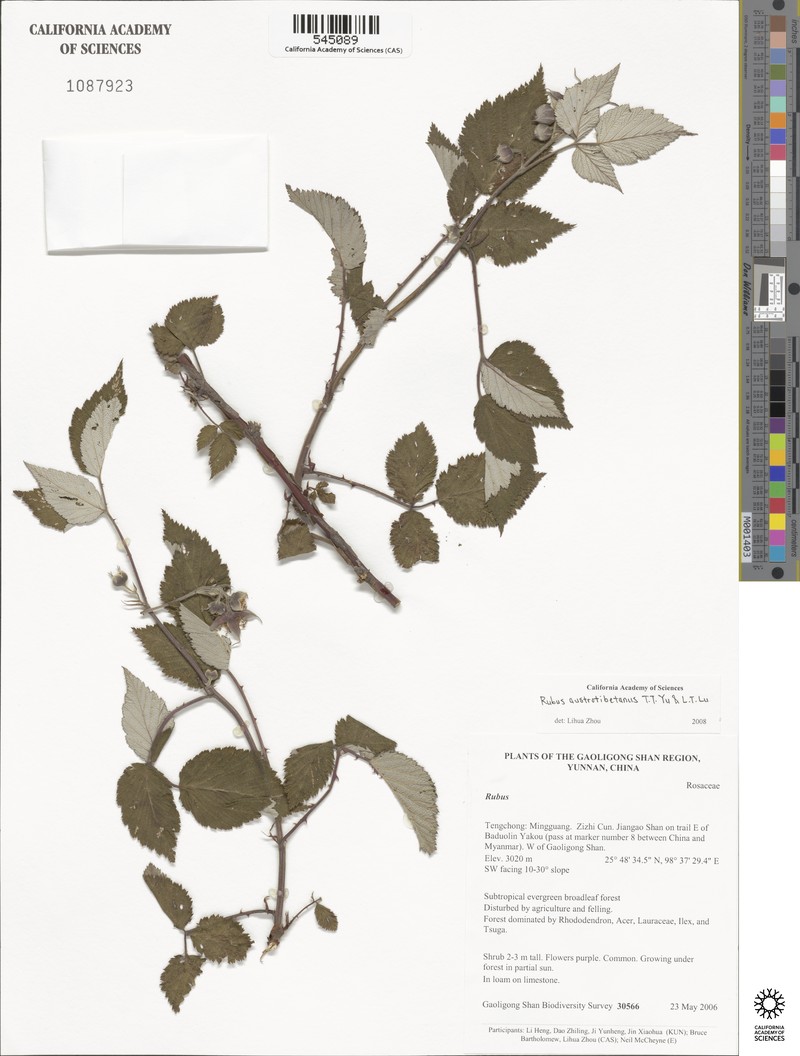 Rubus austrotibetanus