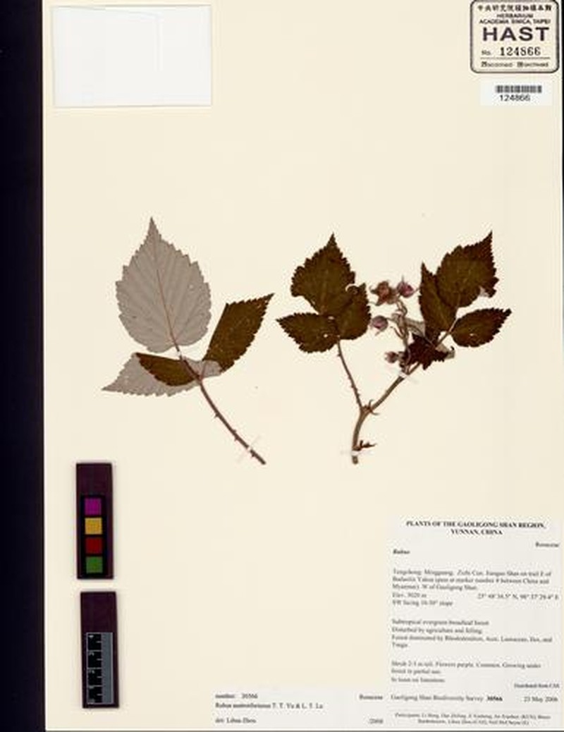 Rubus austrotibetanus photo 2