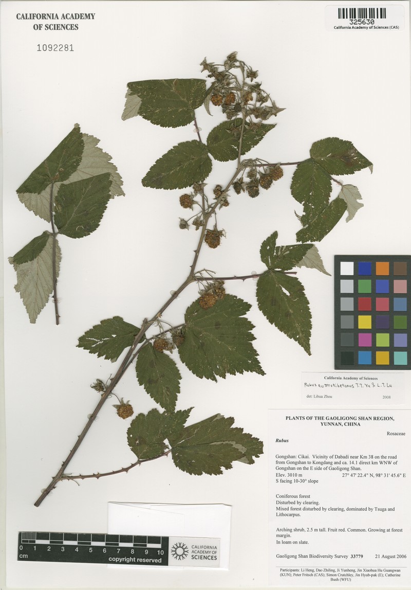 Rubus austrotibetanus photo 3
