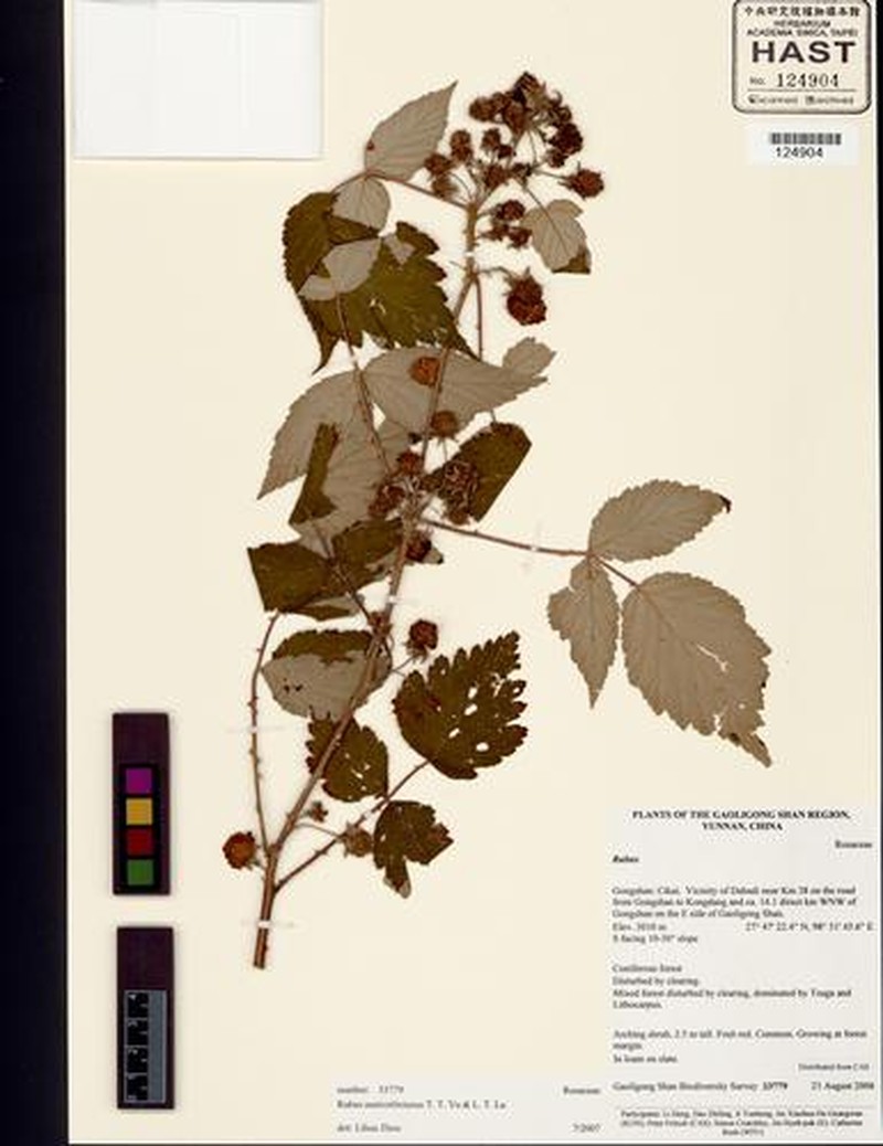 Rubus austrotibetanus photo 4