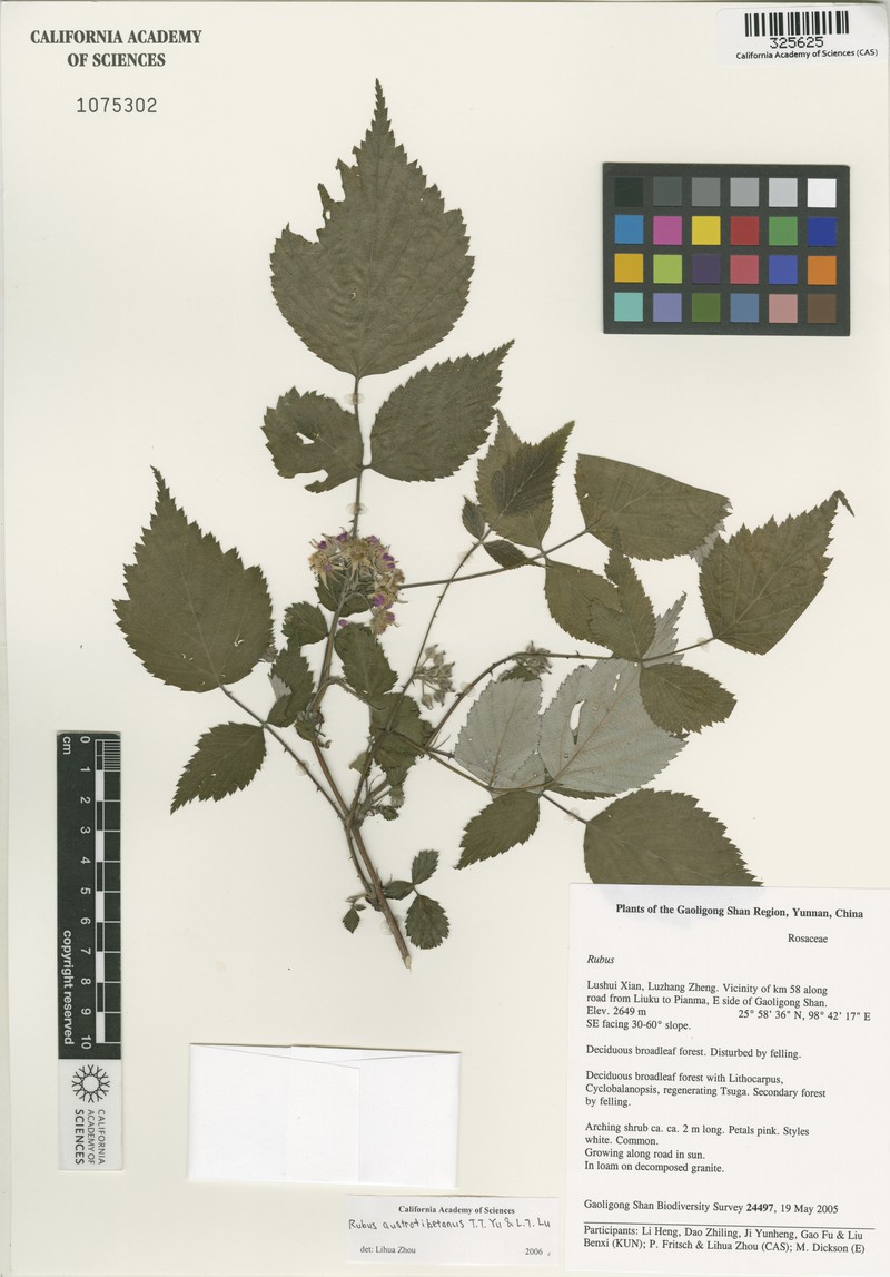Rubus austrotibetanus photo 5