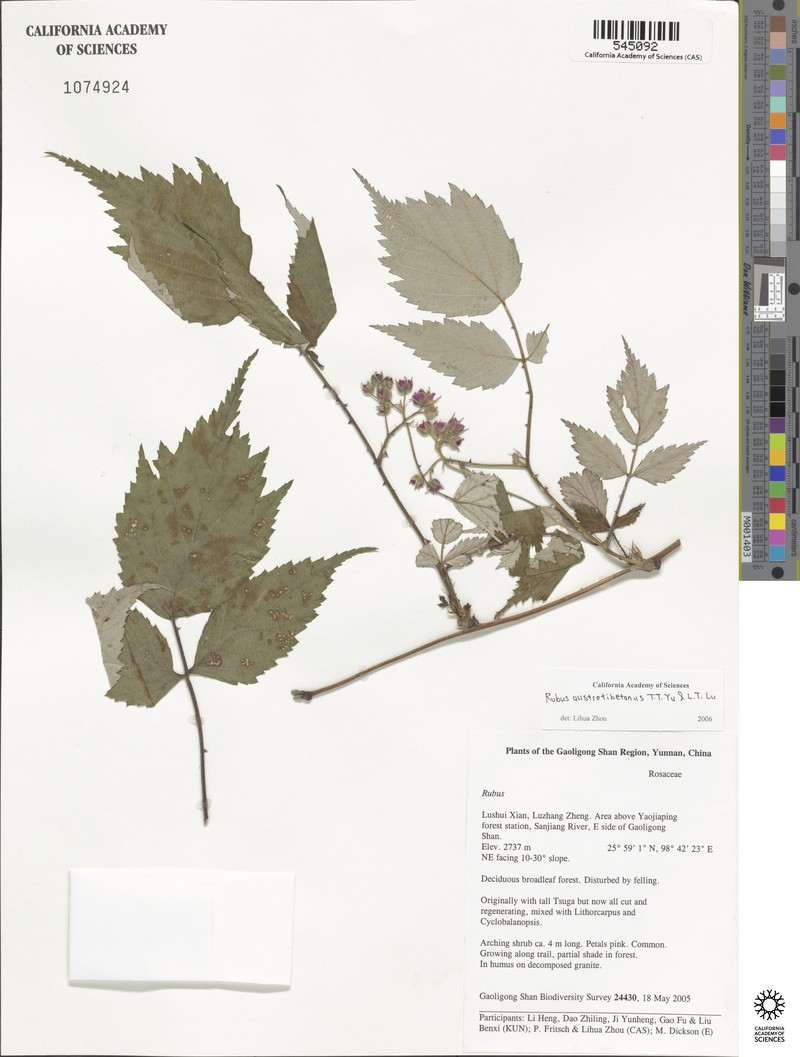 Rubus austrotibetanus photo 6