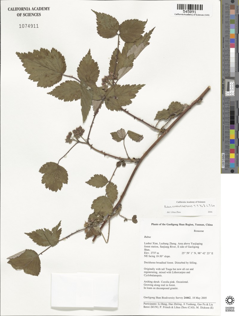 Rubus austrotibetanus photo 7