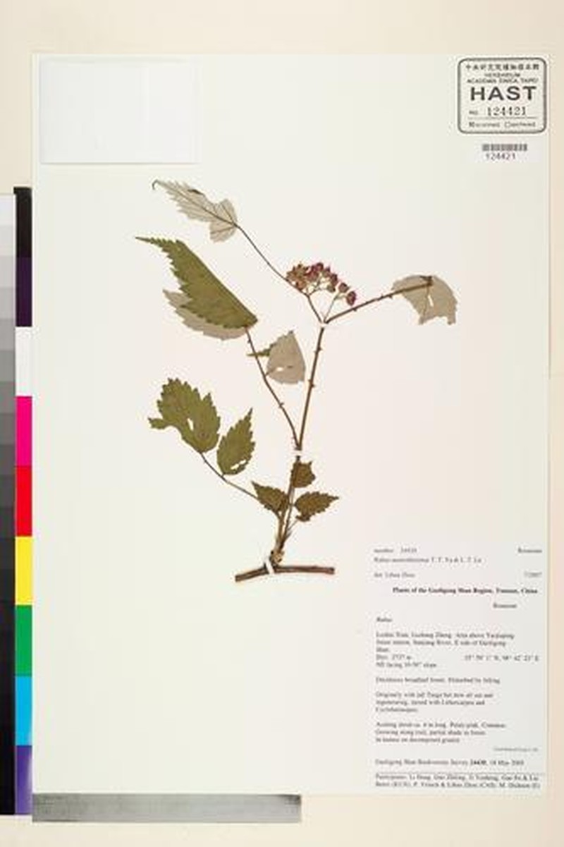 Rubus austrotibetanus photo 8