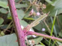 Rubus axillaris