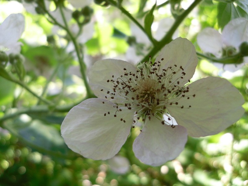 Rubus axillaris photo 2