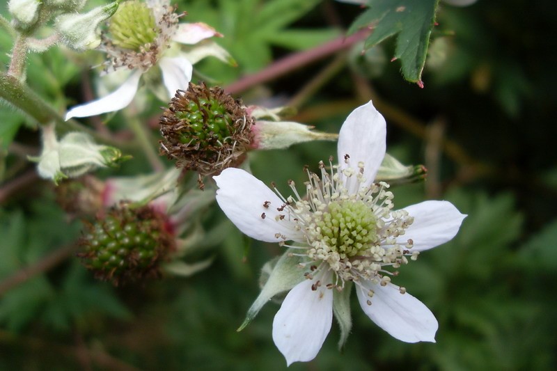 Rubus axillaris photo 3