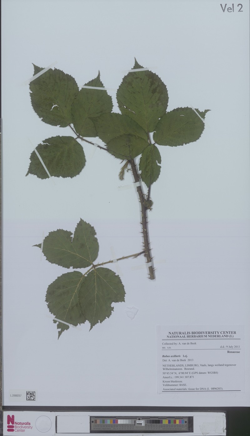 Rubus axillaris photo 4