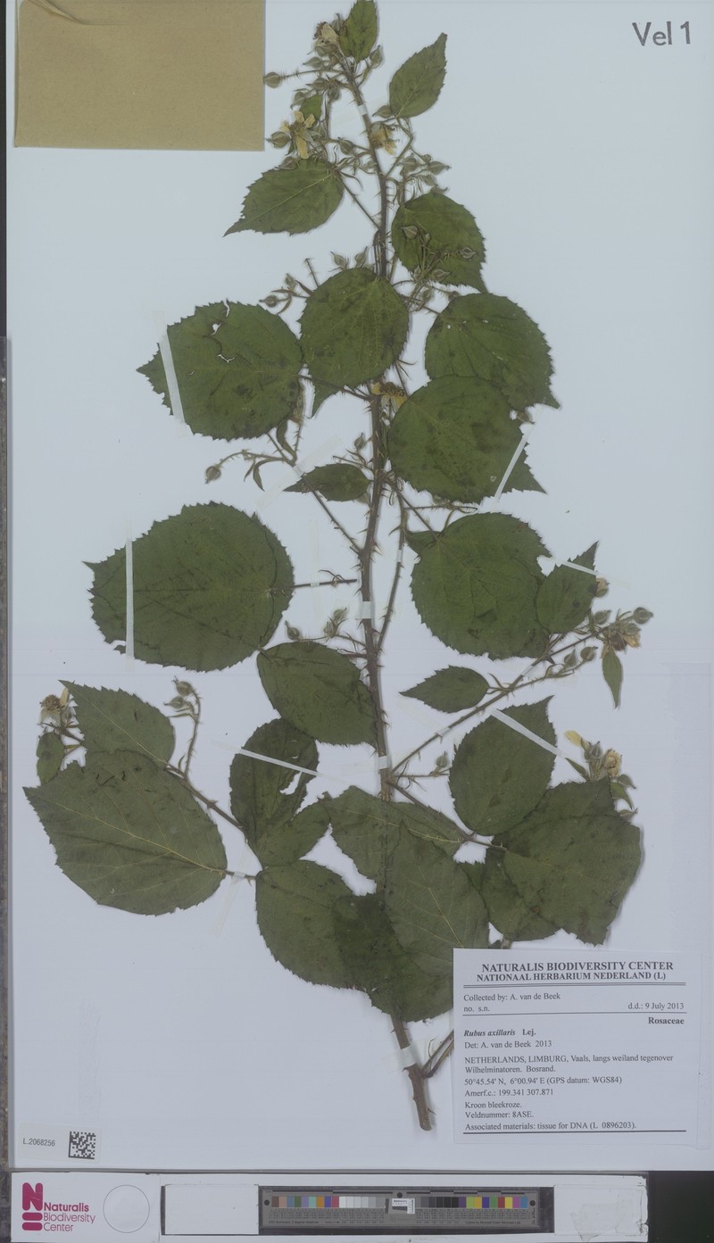 Rubus axillaris photo 5